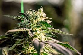Cannabis Seeds North Dakota Growing Opportunities in the Peace Garden State Cannabis Seeds North Dakota Growing Opportunities in the Peace Garden State