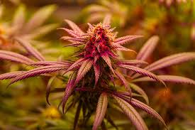 Cannabis Seeds North Dakota Growing Opportunities in the Peace Garden State Cannabis Seeds North Dakota Growing Opportunities in the Peace Garden State